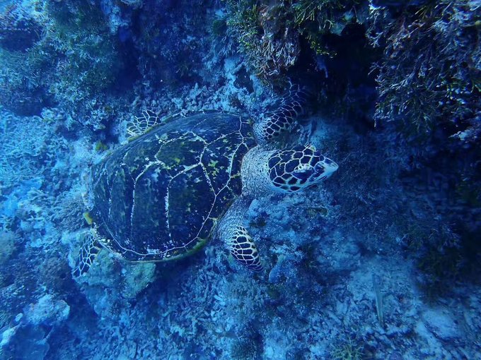 看我这发型酷不酷｜我觉得很可爱啊！帕劳潜水超级赞！