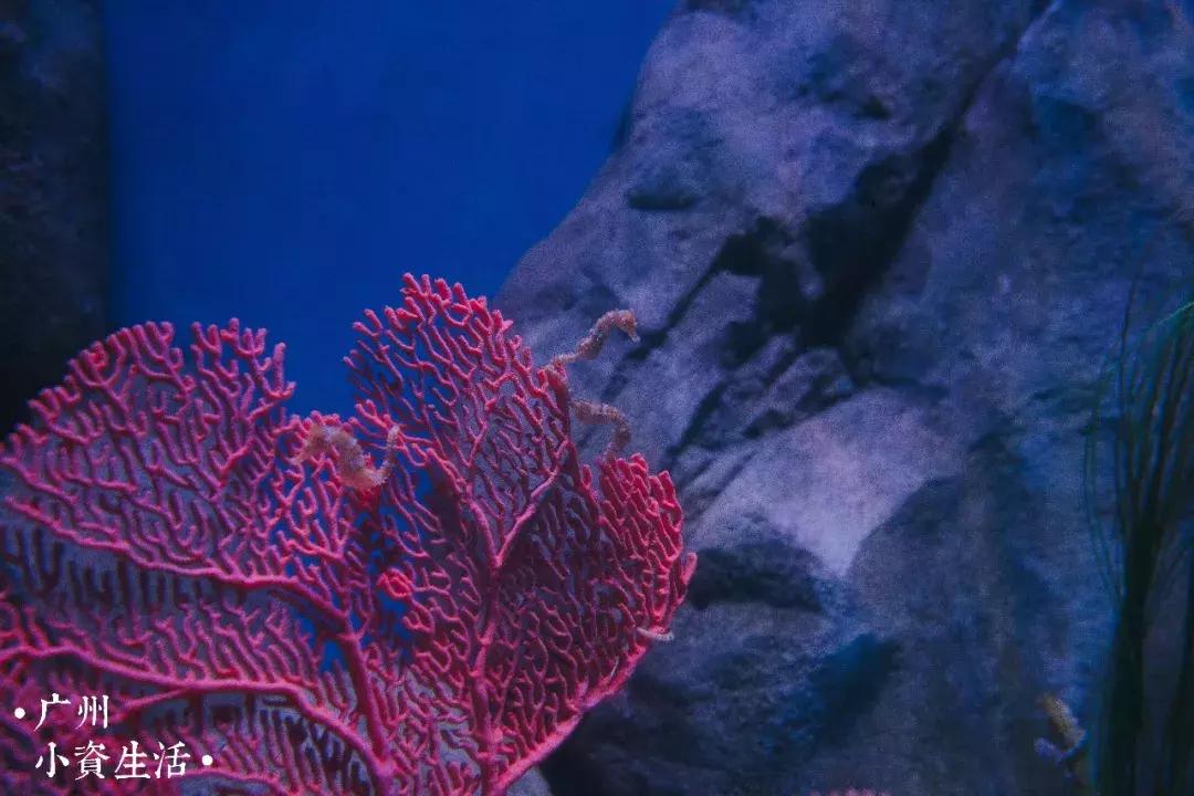 巴南海洋公园一日游攻略 (香港海洋公园游玩攻略)