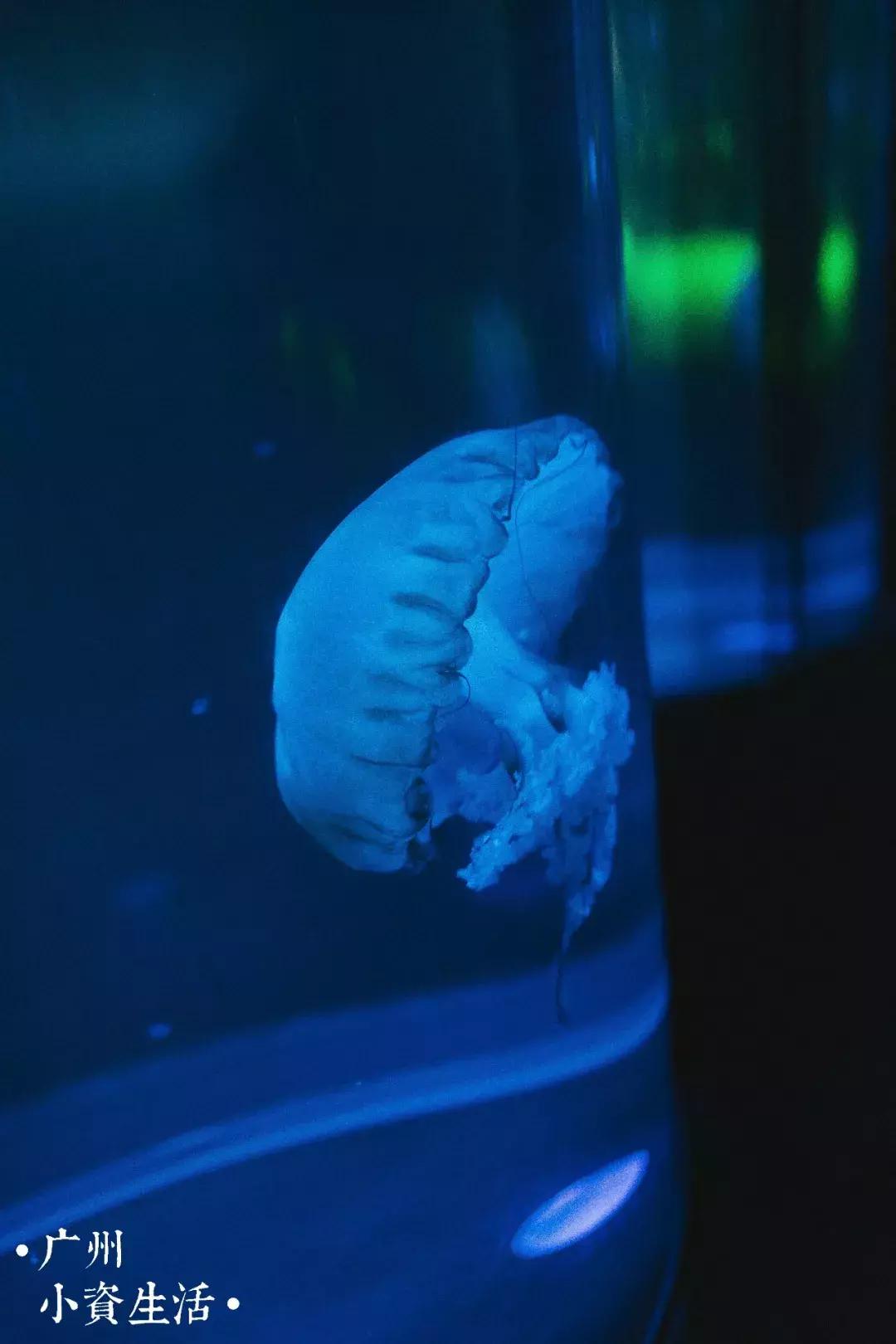 巴南海洋公园一日游攻略 (香港海洋公园游玩攻略)