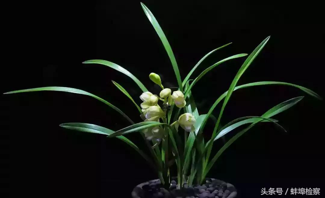 开在诗词里的20种花，朵朵诗意盈香