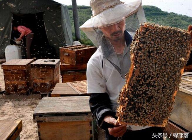 工蜂蜇了人为什么会死,工蜂蜇人后为什么会死