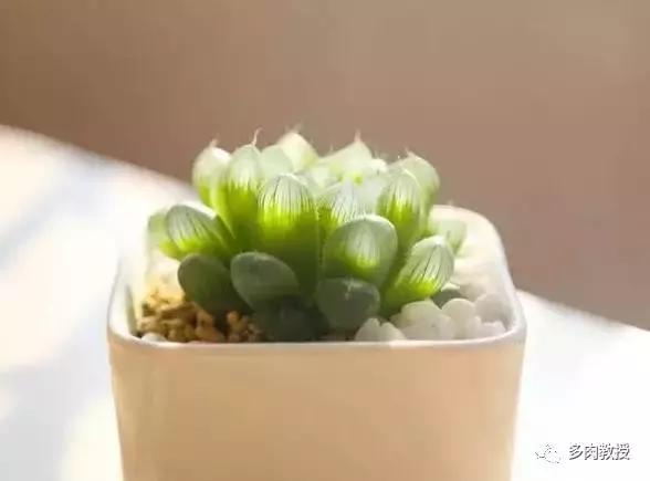 玉露为什么越养越黑,玉露养瘪了