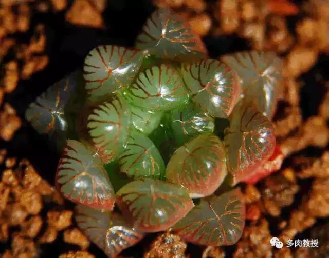 玉露为什么越养越黑,玉露养瘪了