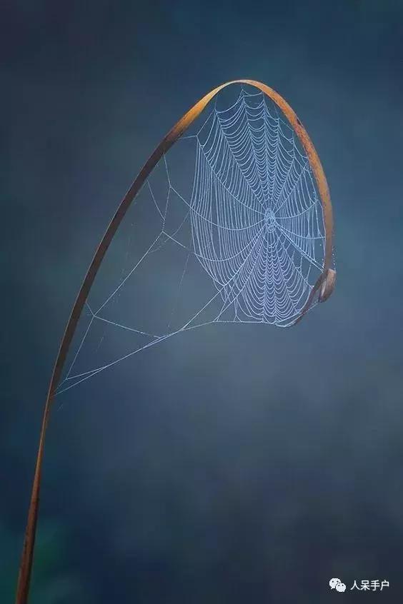 你说蜘蛛侠,蜘蛛侠的蜘蛛丝里有什么