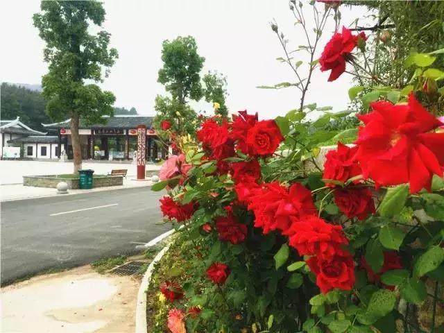 五一期间黄陂人游黄陂景点免费吗,五一黄陂景区免费有哪些