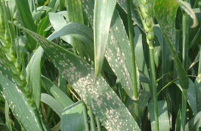 小麦叶片上有黄斑点什么原因,小麦叶片有黄锈是什么病