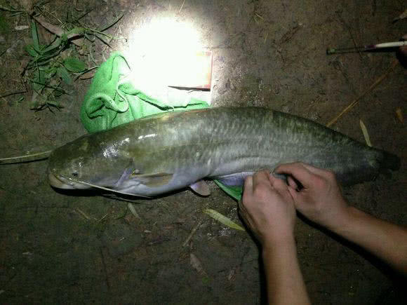 夜钓大口鲶鱼用什么饵最好,野河钓大口鲶鱼有多大