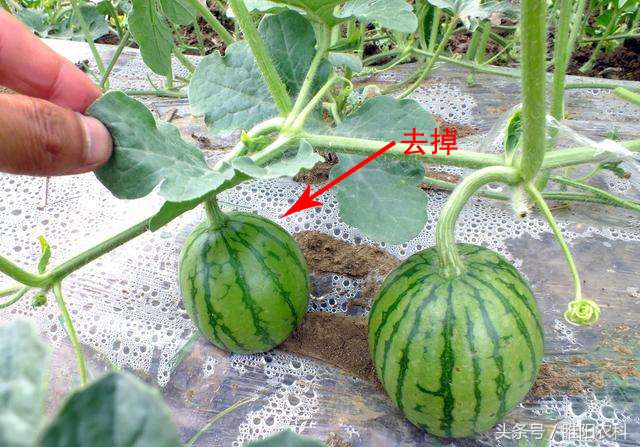 西瓜坐果最佳时间,西瓜开花结果的周期