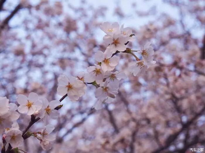 江浙寻花事,东南dx3自驾游