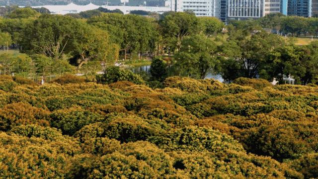 最真实的荔枝花海,广州荔枝花海