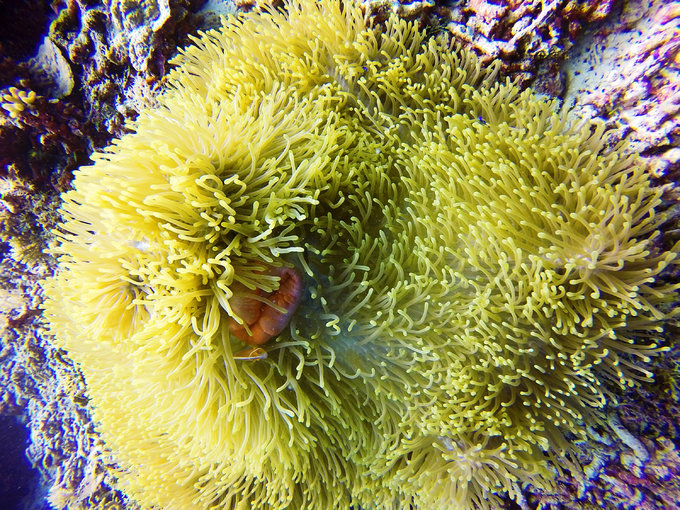 帕劳水下摄影最佳时间,帕劳海上旅游攻略