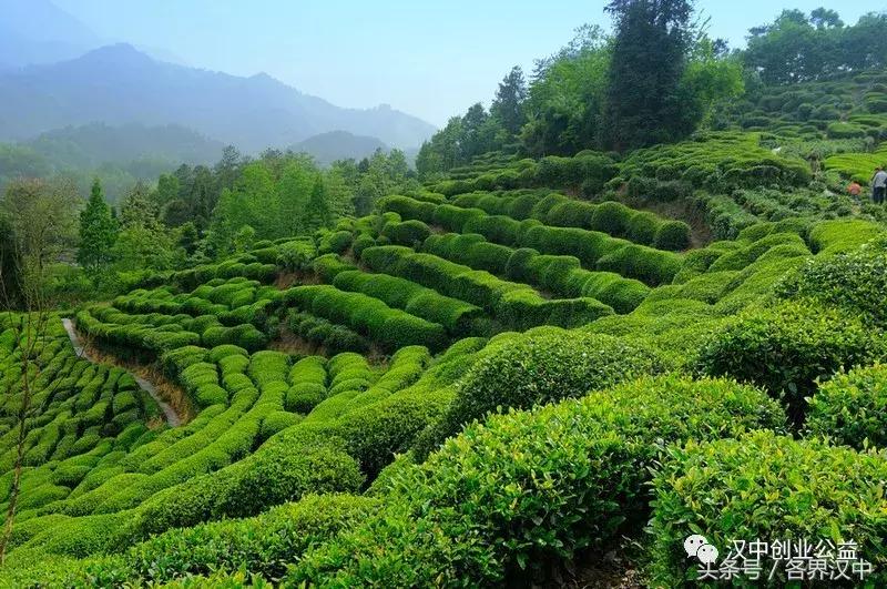 西乡特级炒青茶,西乡茶碾路景色