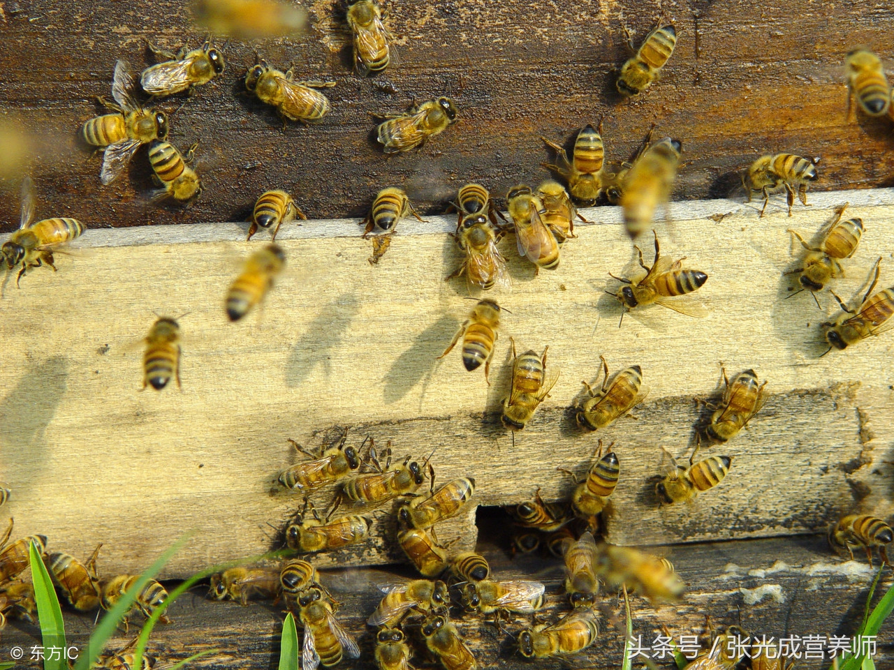 蜂胶每天服用几粒比较适合,老年女性适合吃哪种蜂胶