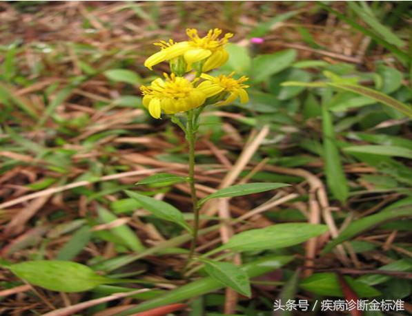 风热感冒扁桃体发炎吃什么中药,咽炎百日咳