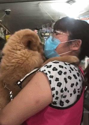 金毛被老姨强行亲,主人吻了金毛一下金毛反应