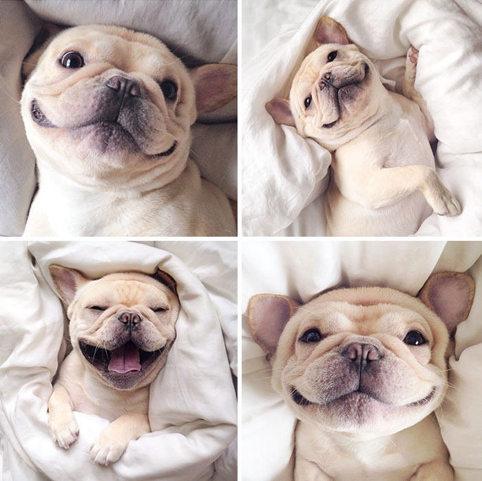 怎么缓解短鼻子狗呼吸问题,为什么短鼻狗呼吸有问题