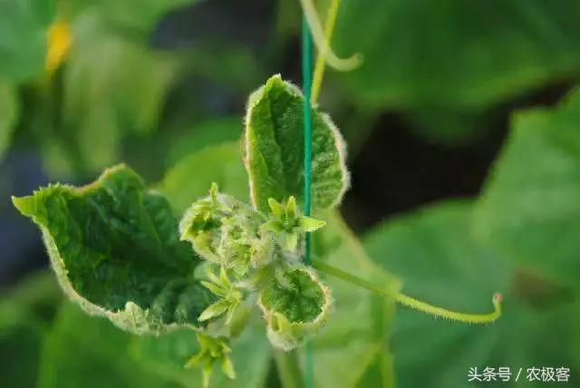 钙硼水溶肥使用方法,看完很受启发的感悟