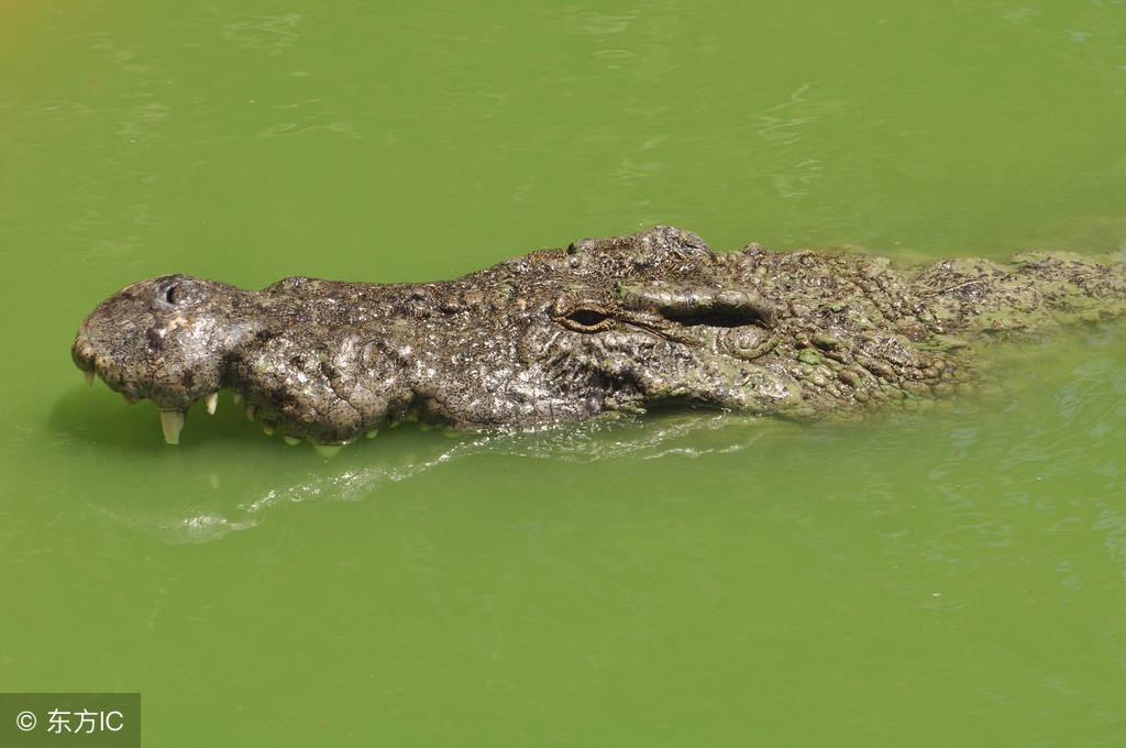 冷知识科普鳄鱼,鳄鱼粪可以避孕吗