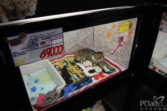 宠物行业风口,宠物行业的发展现状及前景