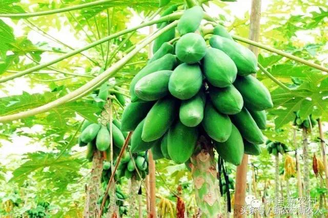 农业想赚钱商业模式是关键,农业创业技术大全