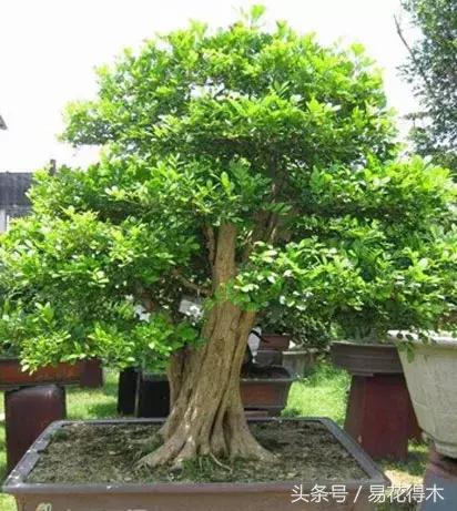 九里香为什么大量掉叶,九里香掉枝掉叶怎么急救