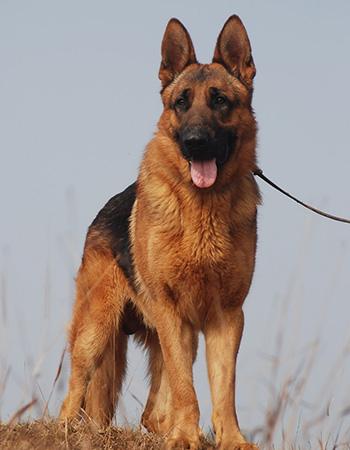 德国牧羊犬和德牧是一个品种吗,德牧和德国牧羊犬是一个品种吗