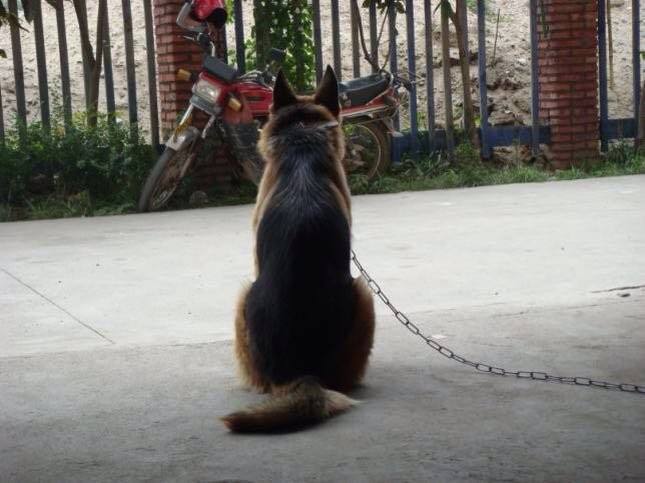 德国牧羊犬和德牧是一个品种吗,德牧和德国牧羊犬是一个品种吗