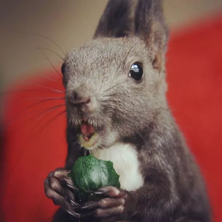 买了一只成年魔王松鼠,买了魔王松鼠