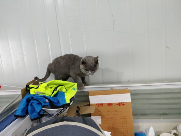 捡到一只英短蓝猫能养吗,被丢弃纯种蓝猫
