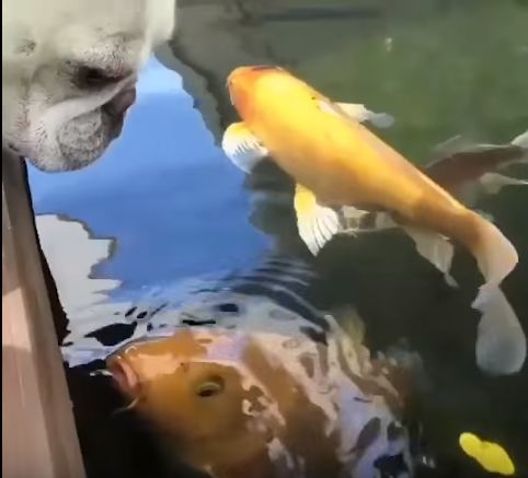 狗狗和金鱼的视频,狗狗和猫第一次见面