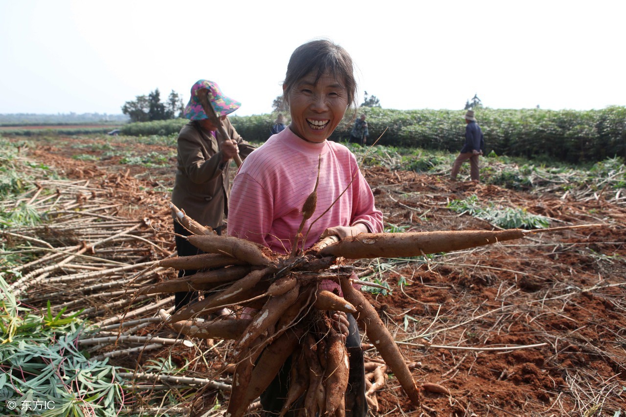木薯喂猪不煮熟能吃吗,木薯煮熟喂猪有什么危害
