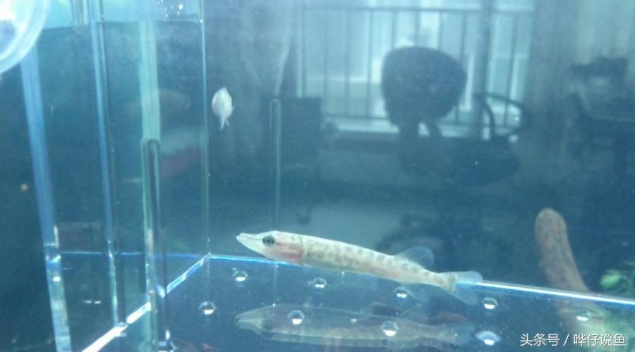 十五种常见不同的观赏鱼,十大凶猛观赏鱼哪个比较好养