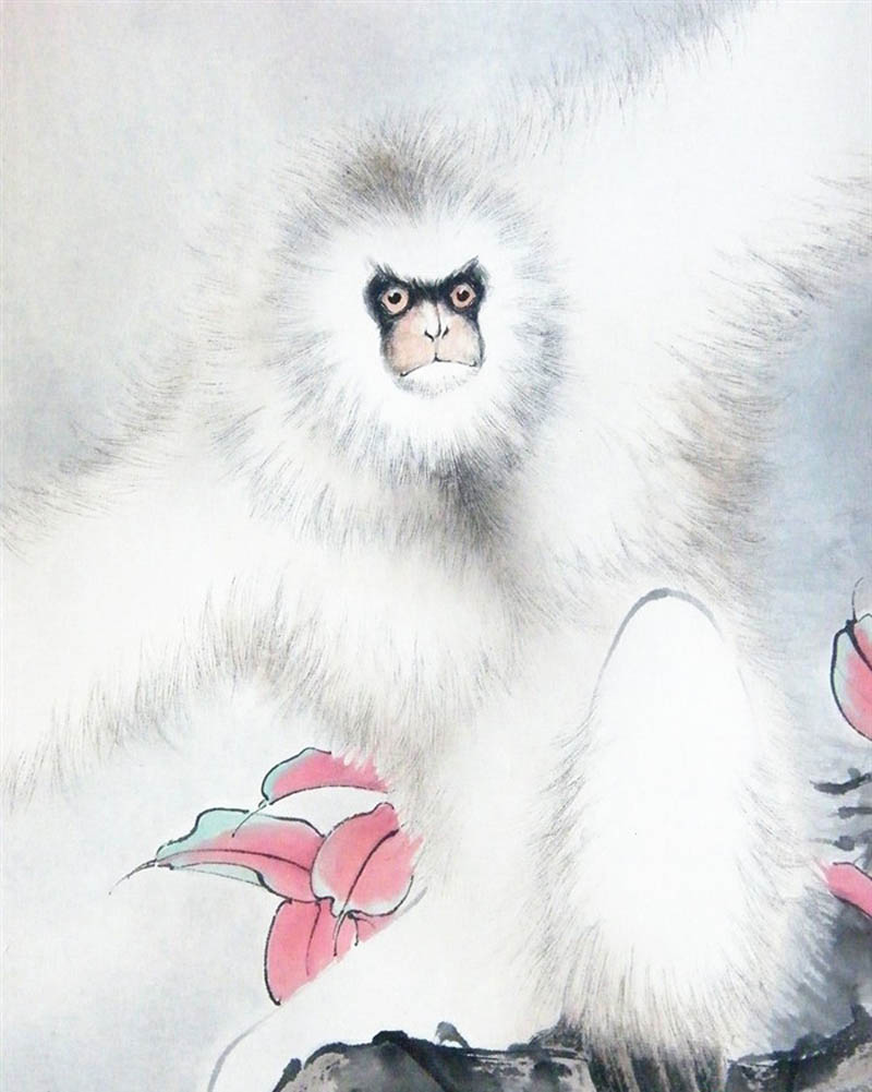 白猿可以活多少年,白猿多大