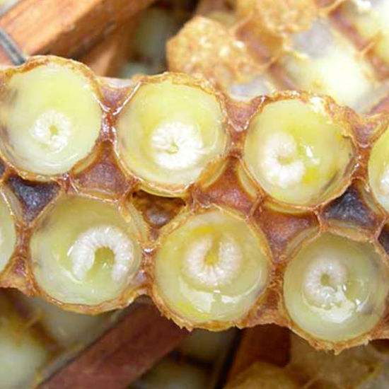 蜂王浆是工蜂的口腔分泌物,蜂王浆喝到嘴是酸的吗