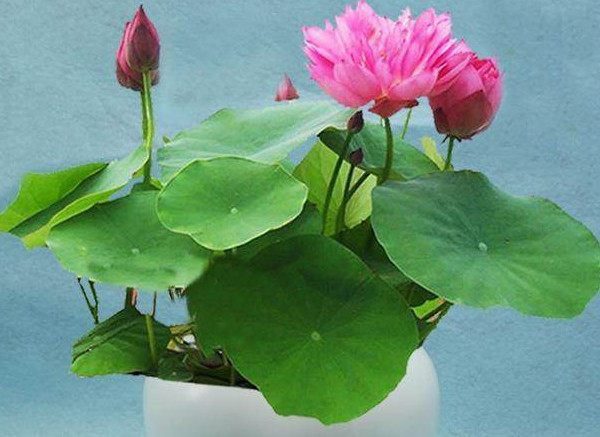 种植碗莲的方法与技巧,碗莲的种植方法和养护过程