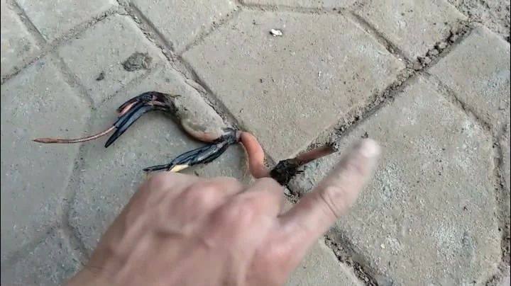 种植碗莲的方法与技巧,碗莲的种植方法和注意事项图片