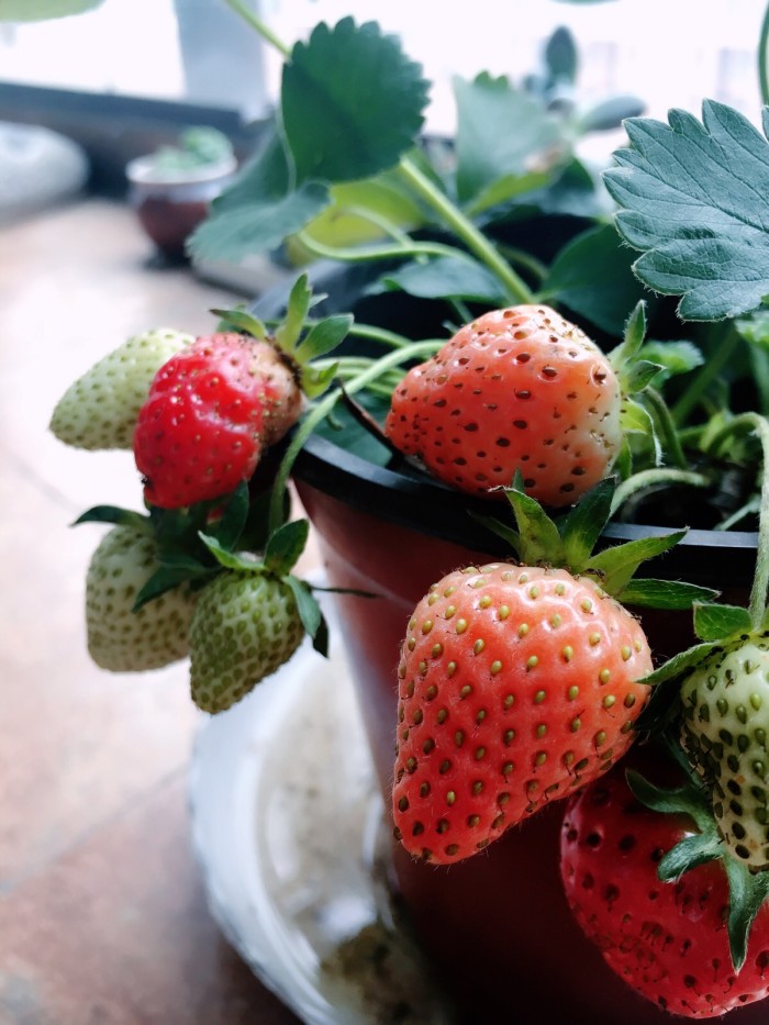 家里种的草莓有蚜虫怎么治,草莓花蕾上有蚜虫怎么办