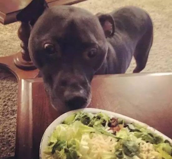 新手养狗必须给狗做检查,新手买狗需要问卖家什么问题