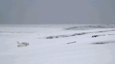 假期一定要给孩子看的20部纪录片,12部适合和孩子一起看的纪录片