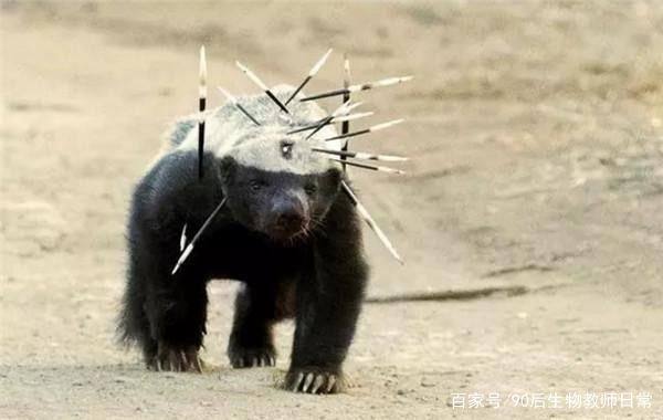 平头哥蜜獾你见过吗,蜜獾平头哥有没有人养