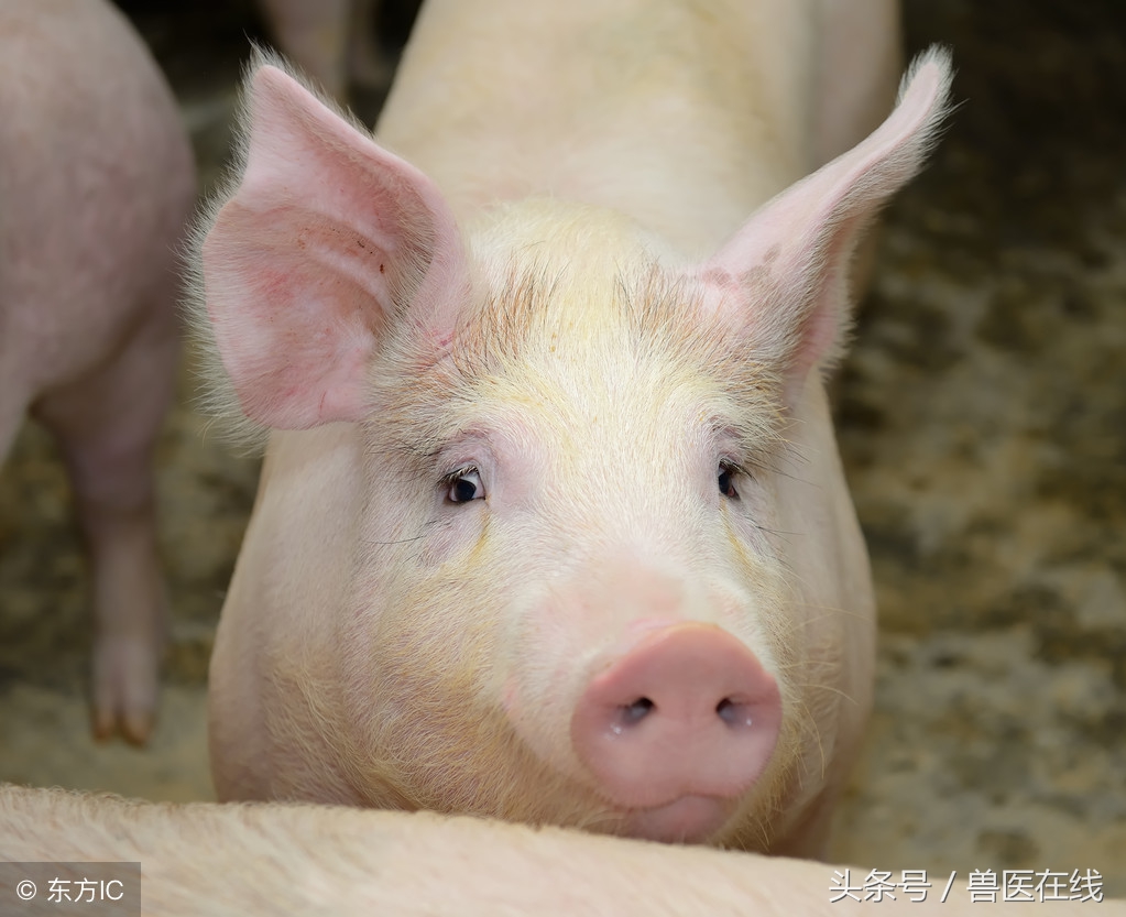 母猪产后食欲差该怎么办？