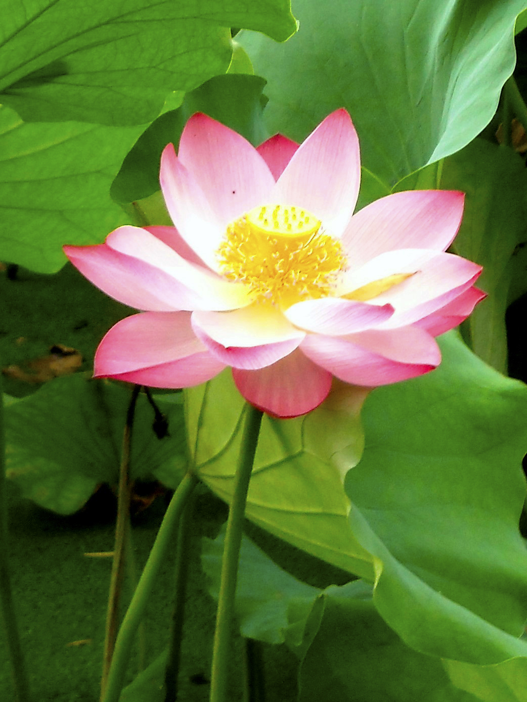 一个四川人的旅行,杭州西湖印象怎么样