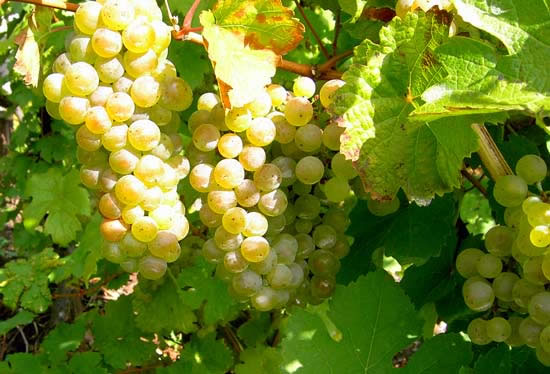 新西兰葡萄酒品牌介绍,新西兰葡萄酒庄园