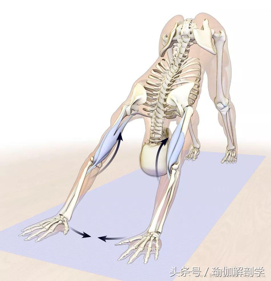 下犬式瑜伽怎么练,怎么做好瑜伽下犬式