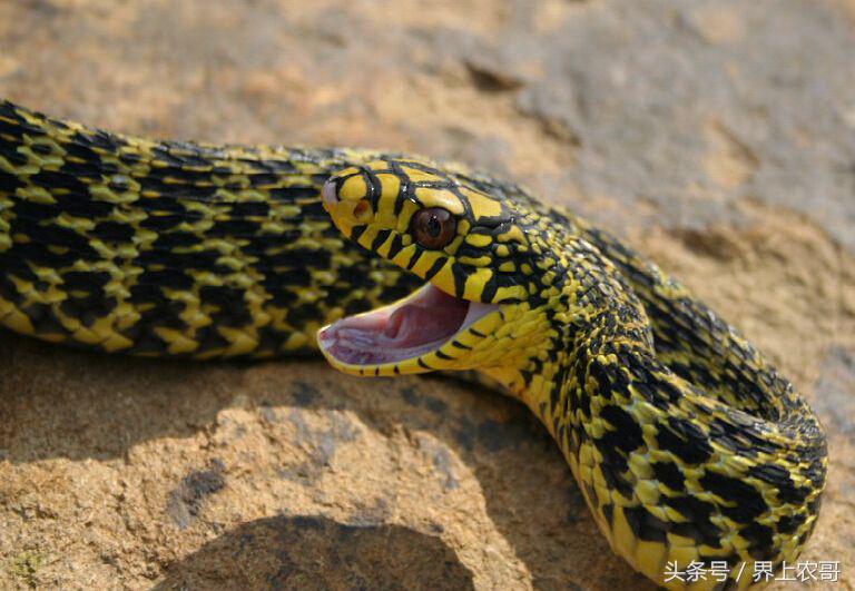 养蛇技术及管理,良丰县养殖技术视频