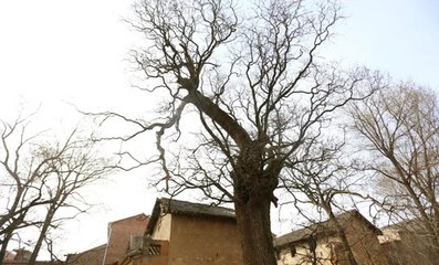 百家姓秦读音,百家姓的秦有几种写法