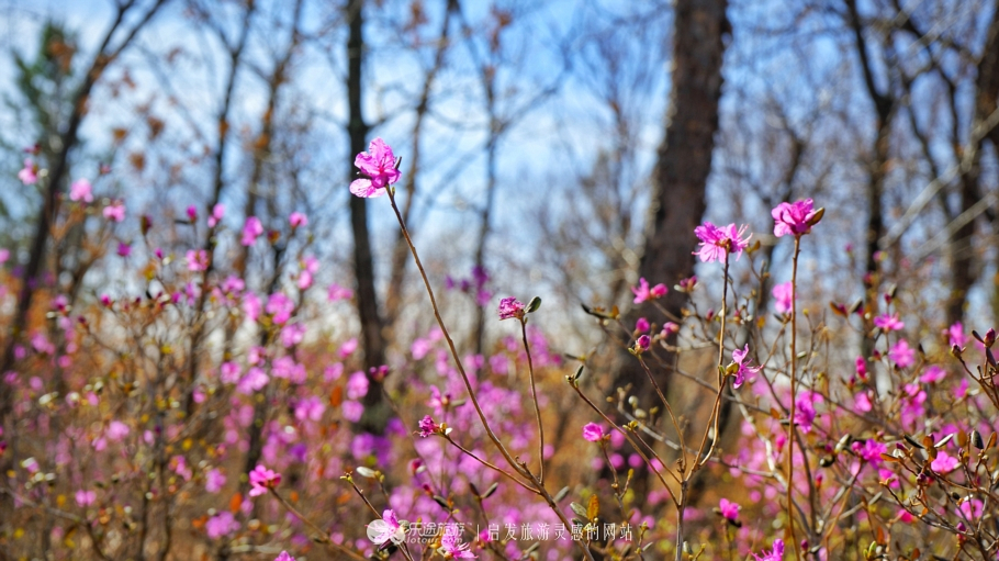 朴树冷门却很好听的歌,朴树适合西藏的歌