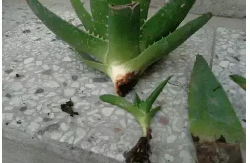 芦荟烂根叶子全掉了怎么能救活,芦荟烂根怎么补救最快
