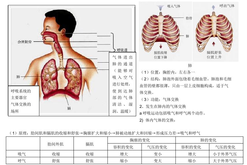 2018中考生物知识点总结（图文并茂），喜欢的朋友记得收藏或转发