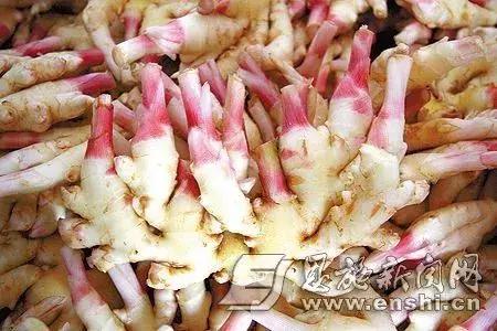 湖北蔬菜都有哪些品种,湖北种植特色菜有哪些